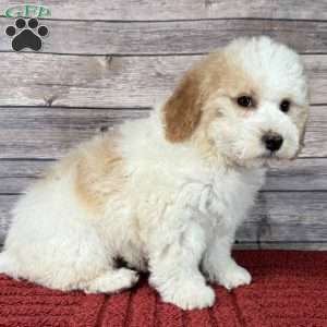 Talitha, Mini Bernedoodle Puppy